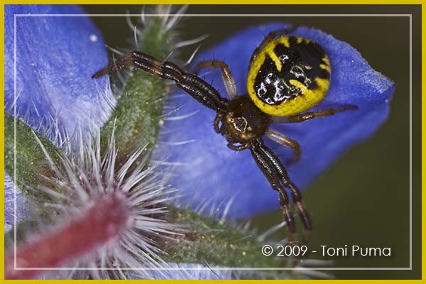 Ragnetti tra i fiori di Matricaria (Synema e Oxyopes)